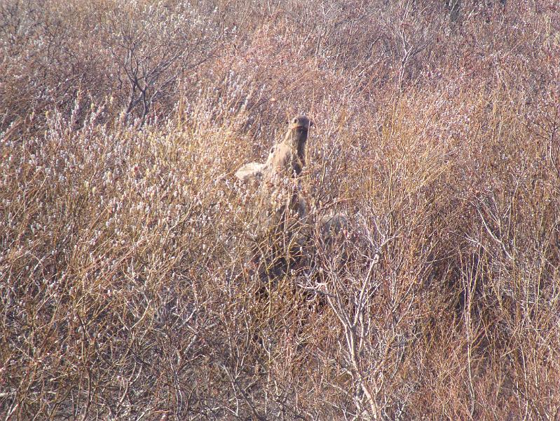 Alaska 2008 037.jpg